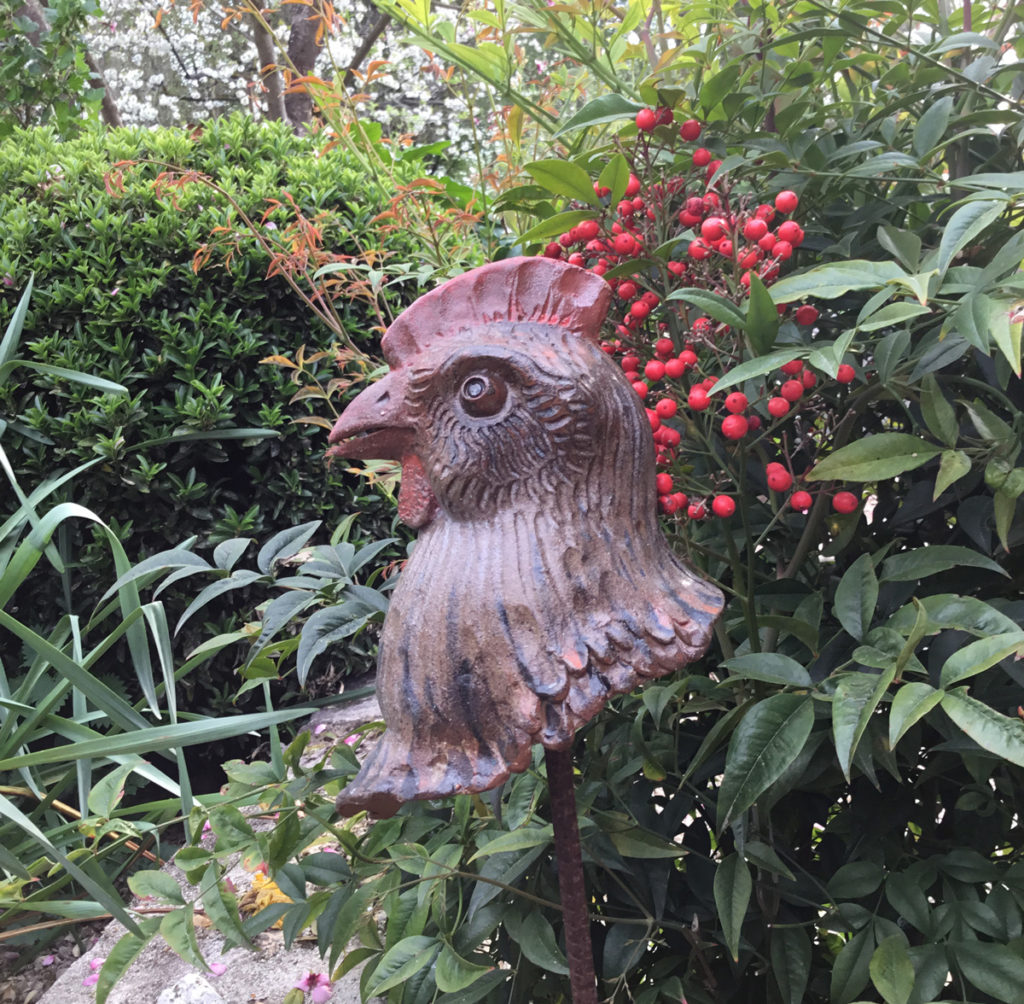 Tête de poule sur fond de Bambou sacré